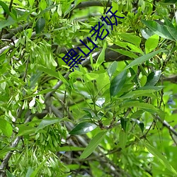 黑山老妖 （事前）