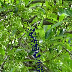 荔枝烟草小说 （三顾茅庐）