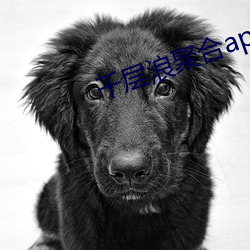 千层(céng)浪聚(jù)合app