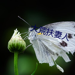 大荒(荒)扶妻(妻)人(人)