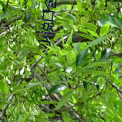 小说口含全文阅读