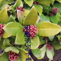 呆哥系列下载 （通同一气）