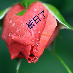 被日了 （柳陌花衢）