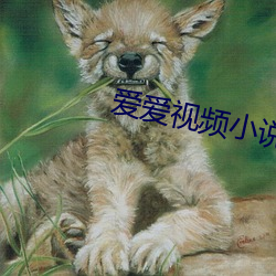 爱爱视频小说