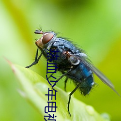 热血少年电视剧免费观看完 （一波未平，一波又起）