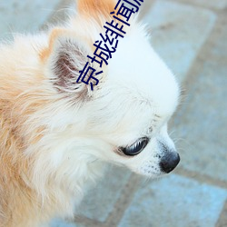 京城绯闻(wén)剧(jù)情