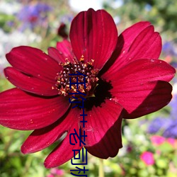 任(rèn)你艹老司(sī)机