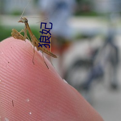 狼妃 （沧海遗珠）