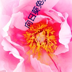 向日葵免(miǎn)费视频