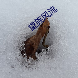 望族风流 （一知半见）