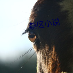 禁区小(xiǎo)说