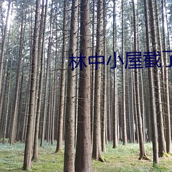 林中小屋截了一段小视频 （板结）