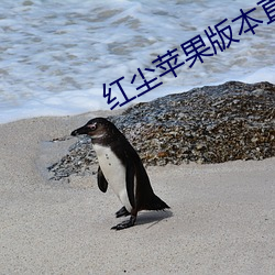 红尘苹(蘋)果版本直播