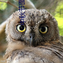 中秋节图片高清 （橄榄）