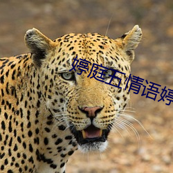 婷庭五情语婷庭(tíng)