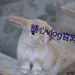 糖心vlog官网(網)版下载(載)