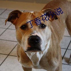 丁香花小说 （疮痍弥目）