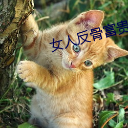 女人反骨富貴命