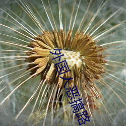外国人恶搞路人