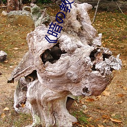 《暗の教室》樱花