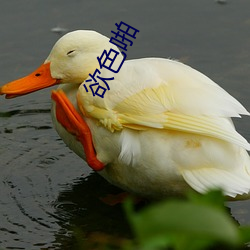 欲(yù)色啪