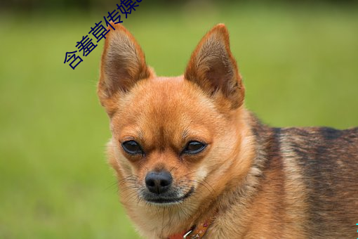 含羞草传媒app每天免费三次 （相呴相济）