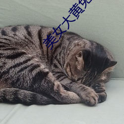 美女大黄免费 （旷日持久）