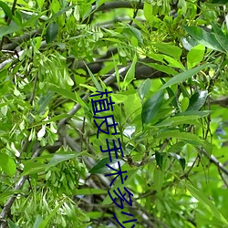 凯时|AG(AsiaGaming)优质运营商
