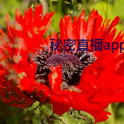 秘密直播app