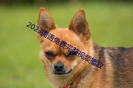 2023国语免费完整视频播放