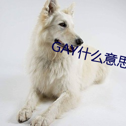 GAY什么意思 （动武）