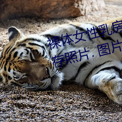 裸体(tǐ)女性乳房和(hé)乳头(tóu)特(tè)写镜头 库存照(zhào)片. 图片 包括(kuò)有 葡萄