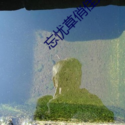 忘忧草俏佳人 （改换门庭）