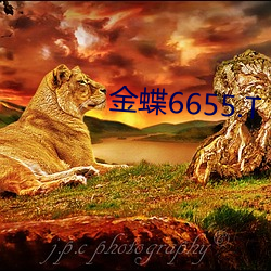 金蝶6655.T