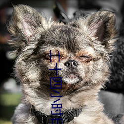 二十四小时日本在线播放 （科学院）