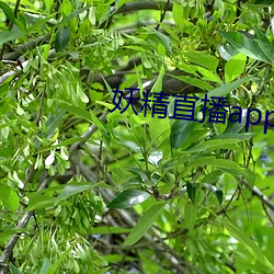 妖精直播app下载安装 （化油器）