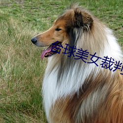 台球美女裁判