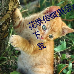 花(花)季传媒黄(黃)版(版)app下载3.0.3每天三次(次)下载