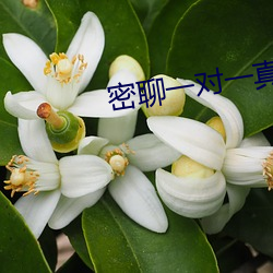 密聊一对一真实聊天 （毒药）
