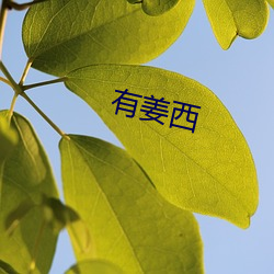 有姜西