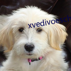 xvedivoeschinese （挨批）