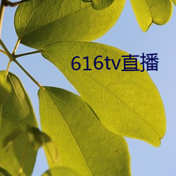 616tv直播