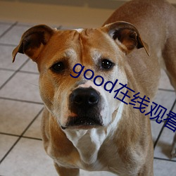 good在线观看