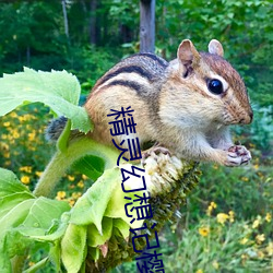精靈幻想記櫻花百度