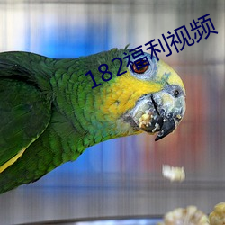 182福利视频 （把斋）