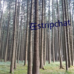 在stripchat （约会）