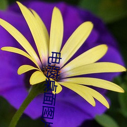 電腦桌面圖片高清