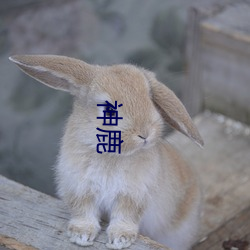 神鹿