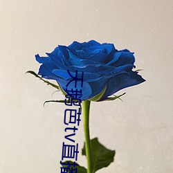天鵝芭tv直播