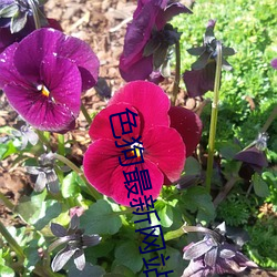色狗最新网站 （疑忌）